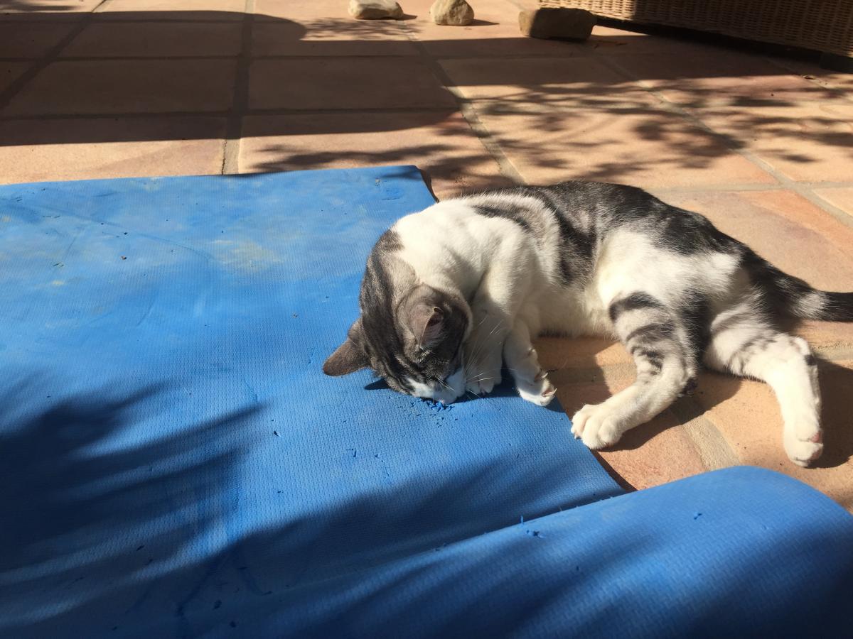 Freddie decided to take up yoga but then got sidetracked with chewing the mat.