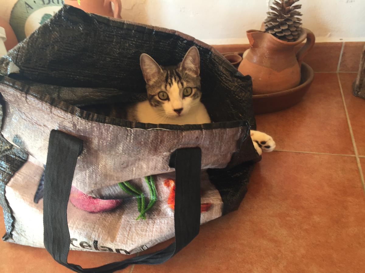 Freddie loves jumping into shopping bags