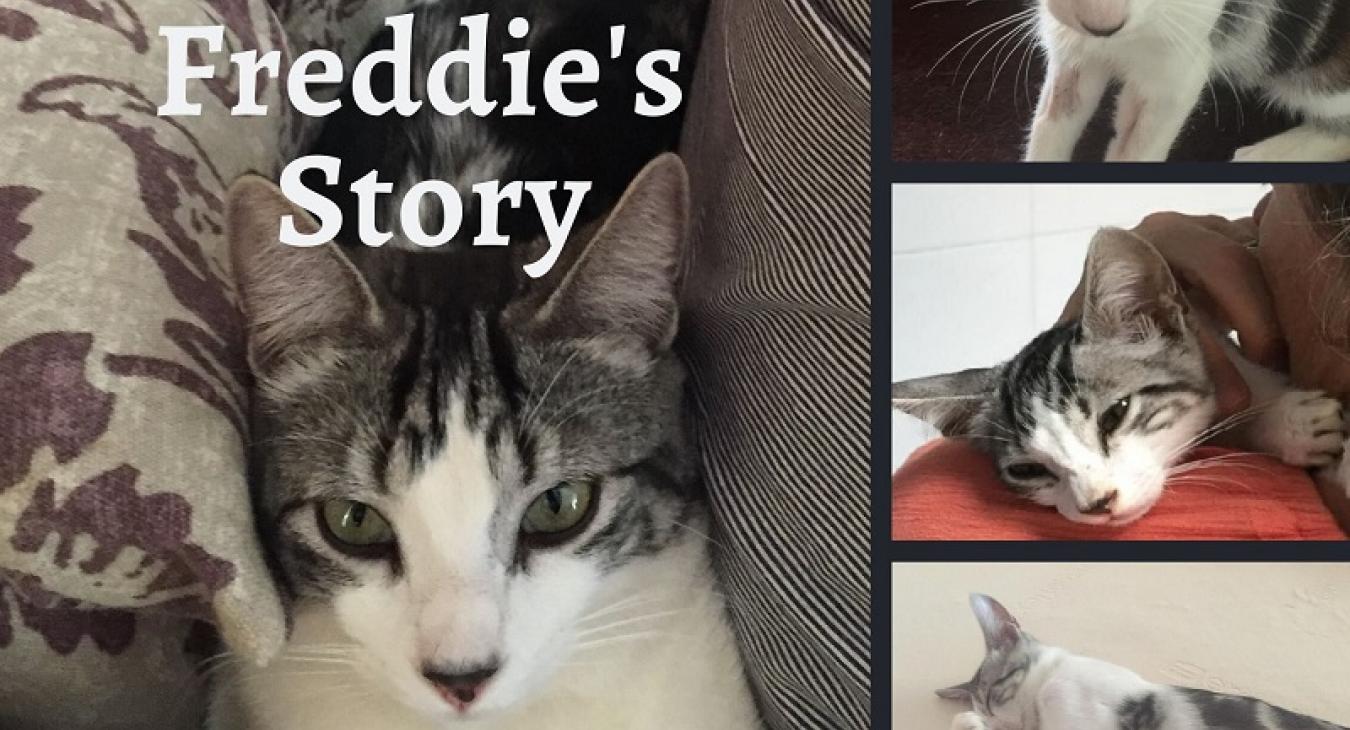 Freddie's Coronavirus Story