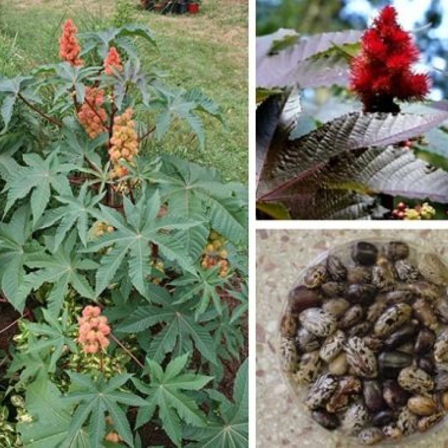 Read on to find out just how poisonous the castor oil plant is and you will be shocked! 
