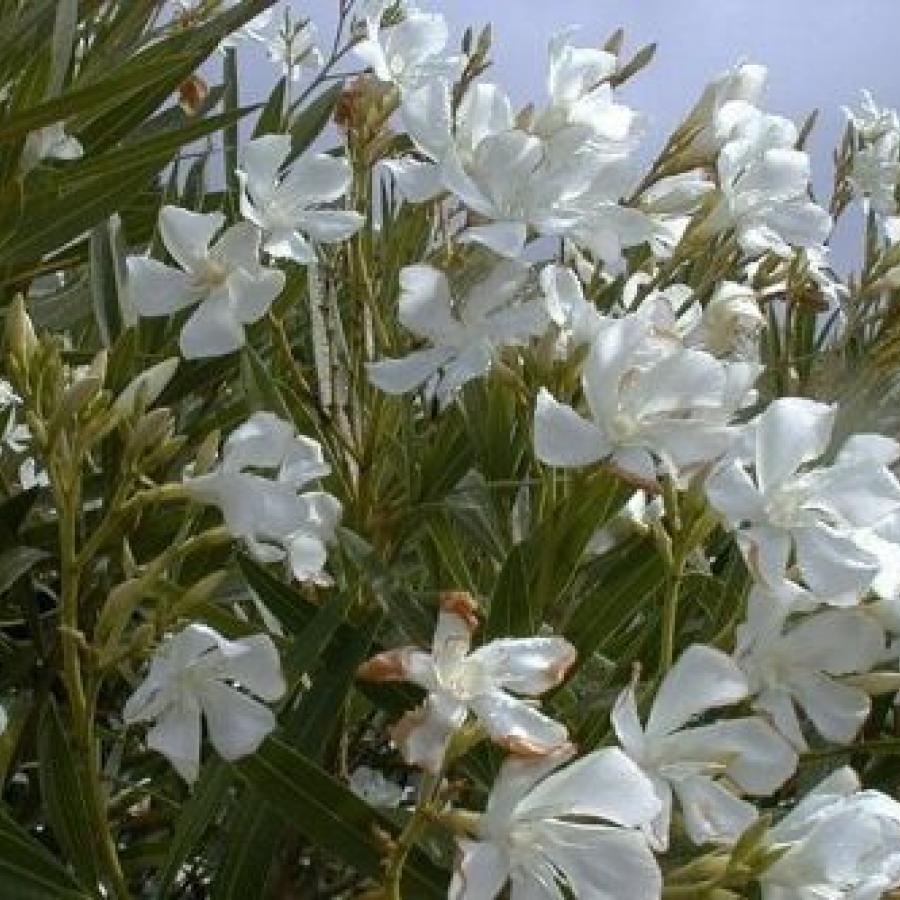 Along with the Castor Oil Plant, the Oleander is the most deadly plant in the world. It is also tremendously popular as a decorative shrub where we live in Spain.